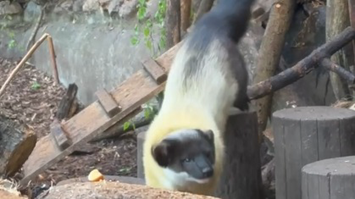    Фото: Telegram / Московский зоопарк