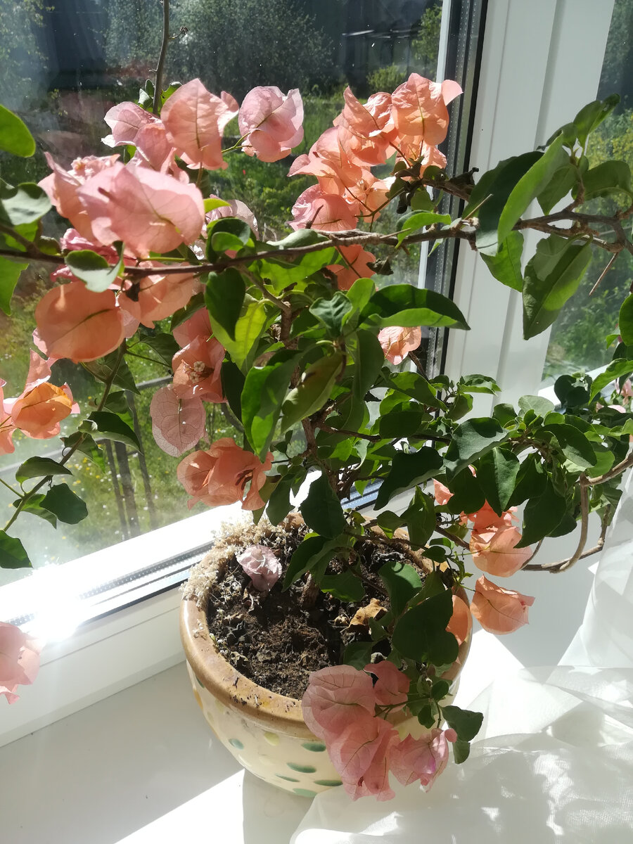 Бугенвиллия в цвету