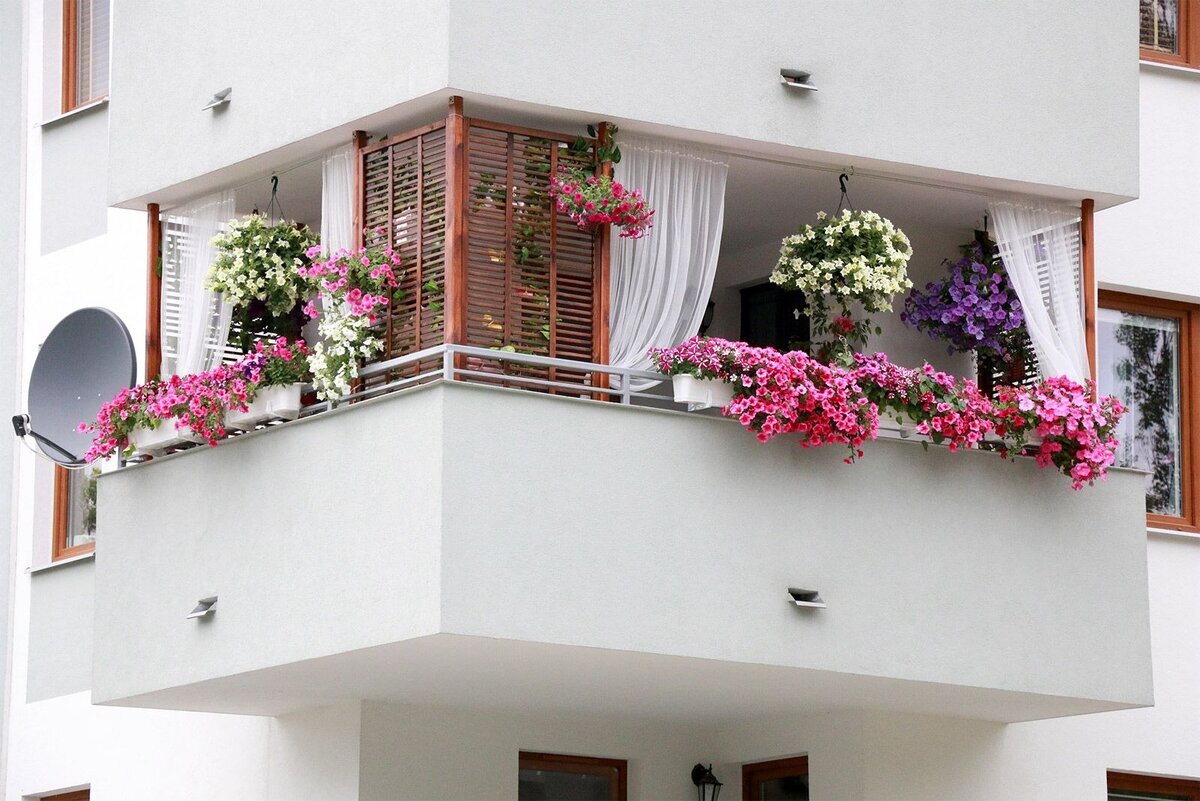 Живя с окнами на южную сторону, вы, конечно, имеете больше возможностей для создания роскошных, цветущих балконов.