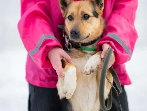 Присмотритесь. Возможно, тина - это ВАША собака?