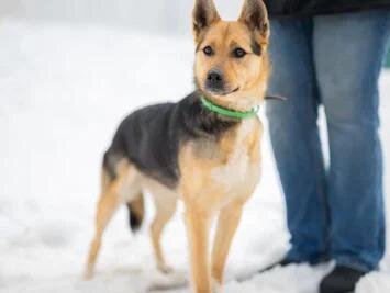 Небольшая, активная, приятная во всех отношениях собака
