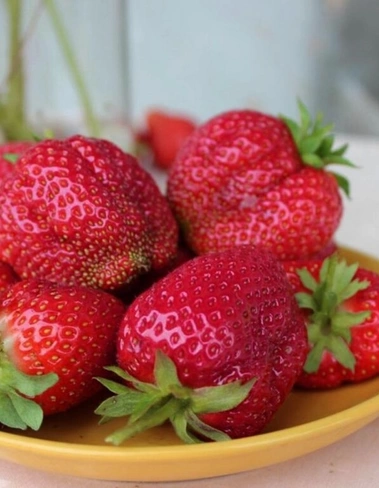 Земляника, которая радует: 9 самых урожайных сортов