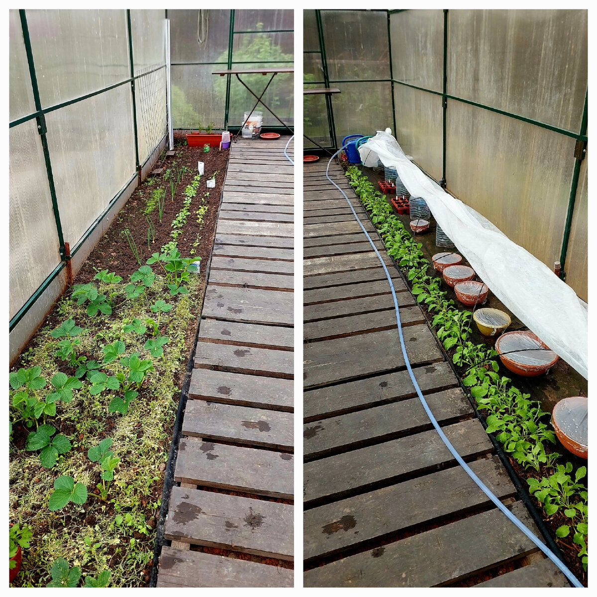 На левом фото - клубника, и разная зелень. На правом - огурцы, редиска и всё то, что высадила.