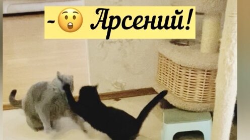 Толпой на одну 😲 И этот мелкий туда же 😼 А он за серых или за чёрных 🤔