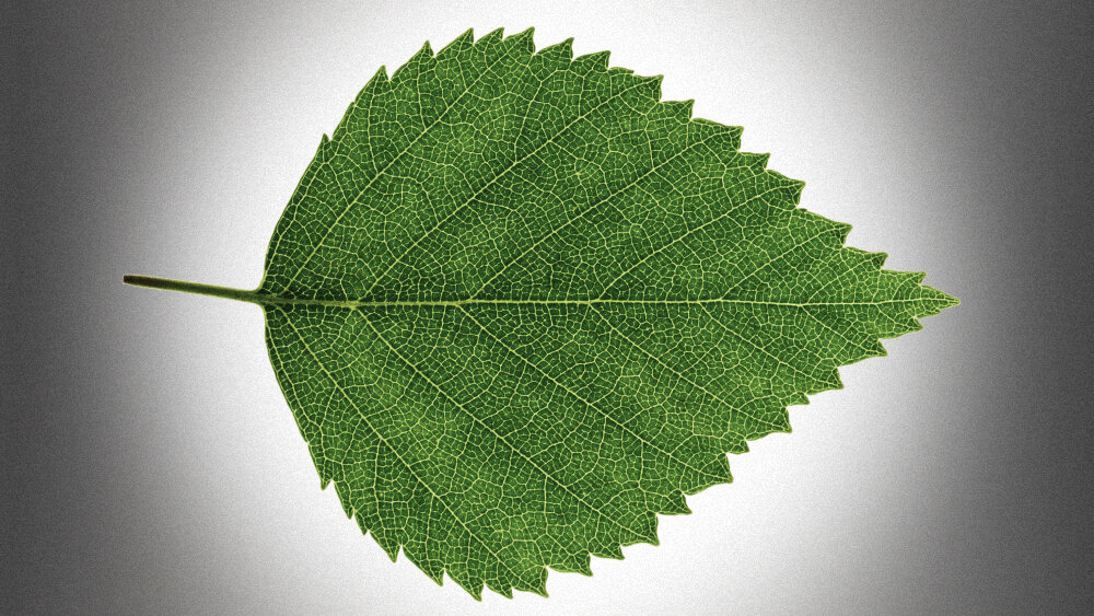    Фото: Shutterstock