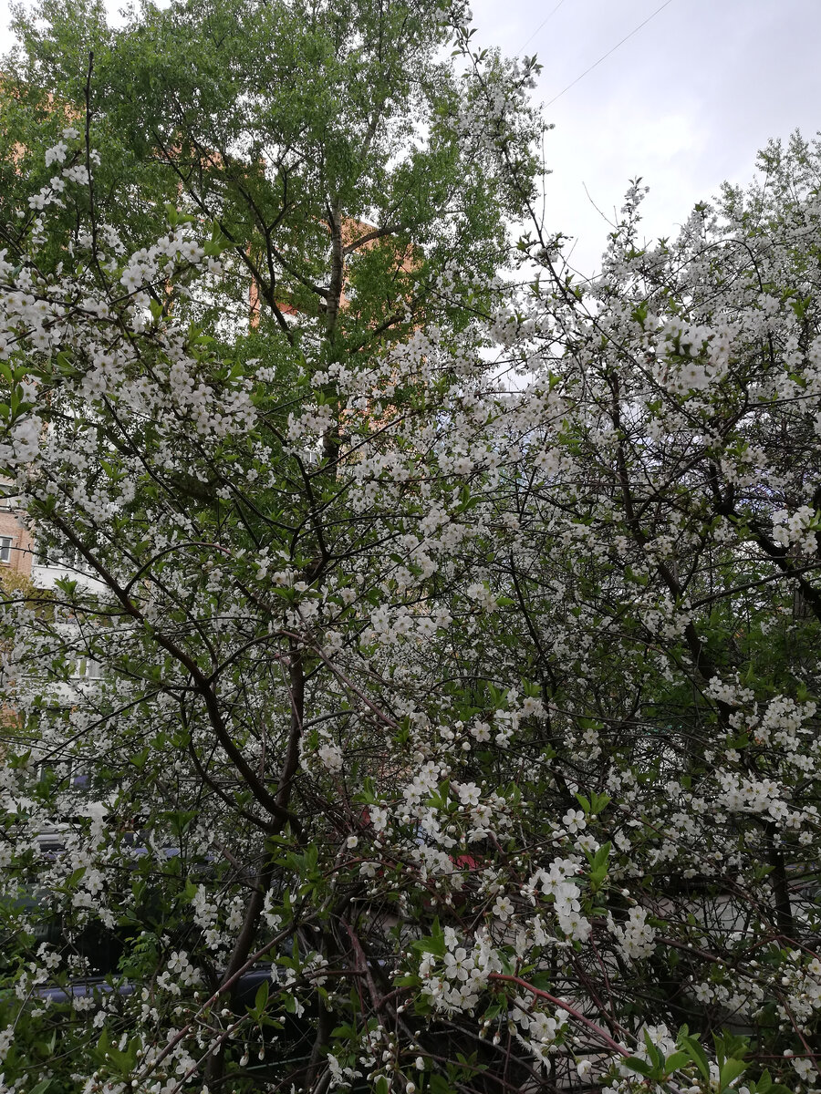 Вишня в цвету