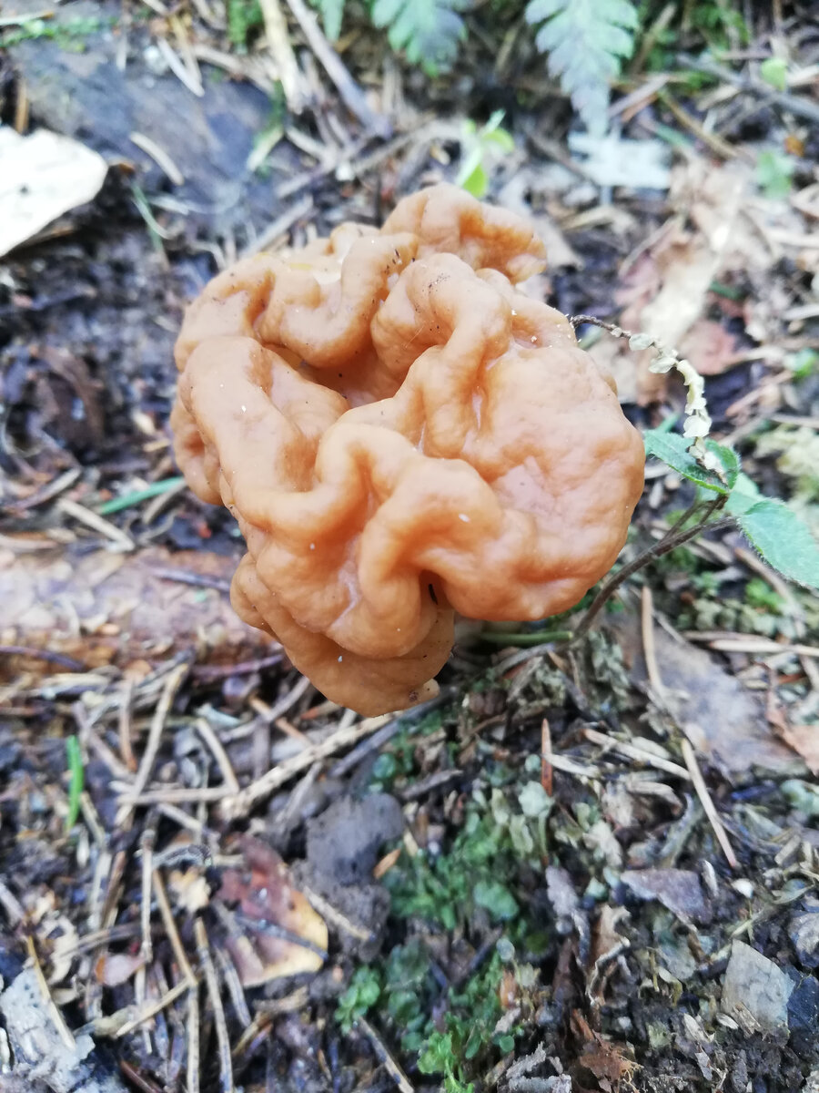 Вот такой он, загадочный строчок. 