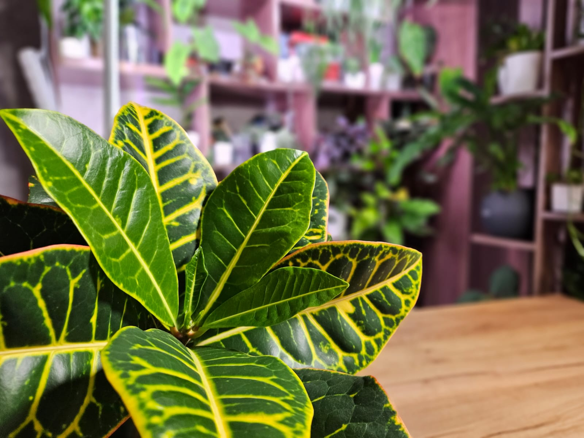 Одно из самых эффектных растений