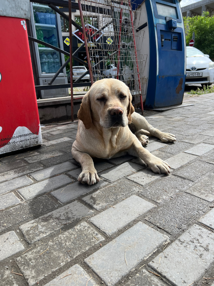 Общий лабрадор на привокзальной площади