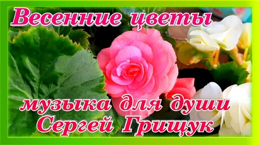Весенние цветы музыка для души Сергей Грищук релакс