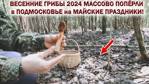 ❗ ВЕСЕННИЕ ГРИБЫ 2024👉МАССОВО ПОПЁРЛИ в ПОДМОСКОВЬЕ на МАЙСКИЕ ПРАЗДНИКИ!