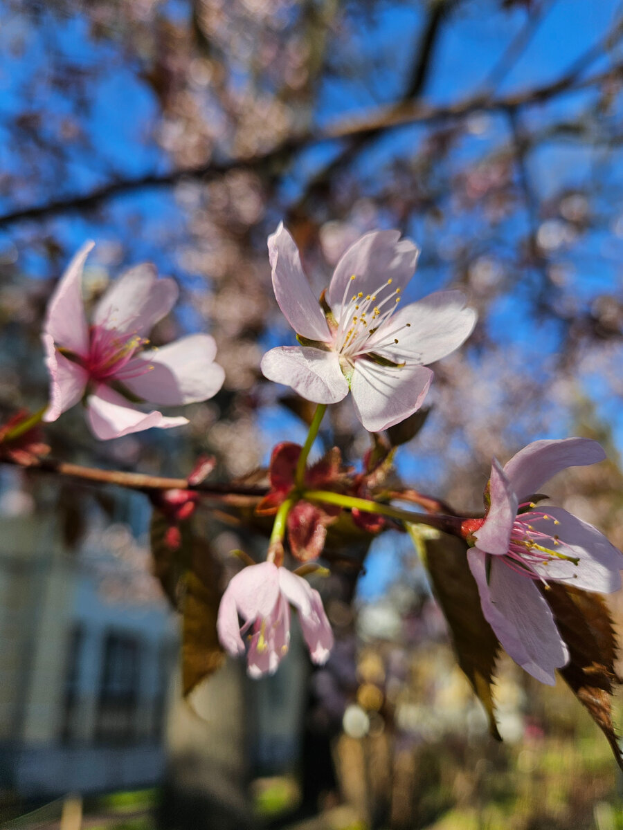 Сакура (фотография автора)