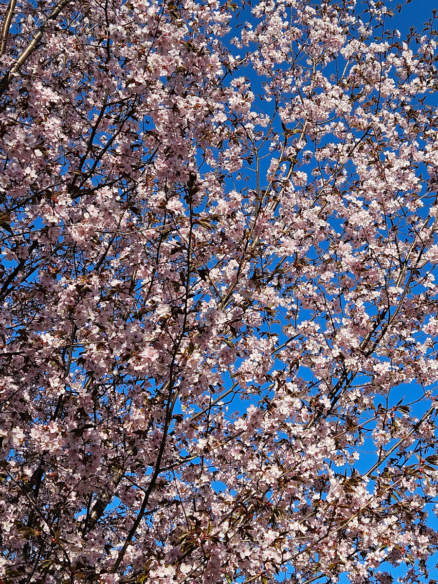 Сакура (фотография автора)