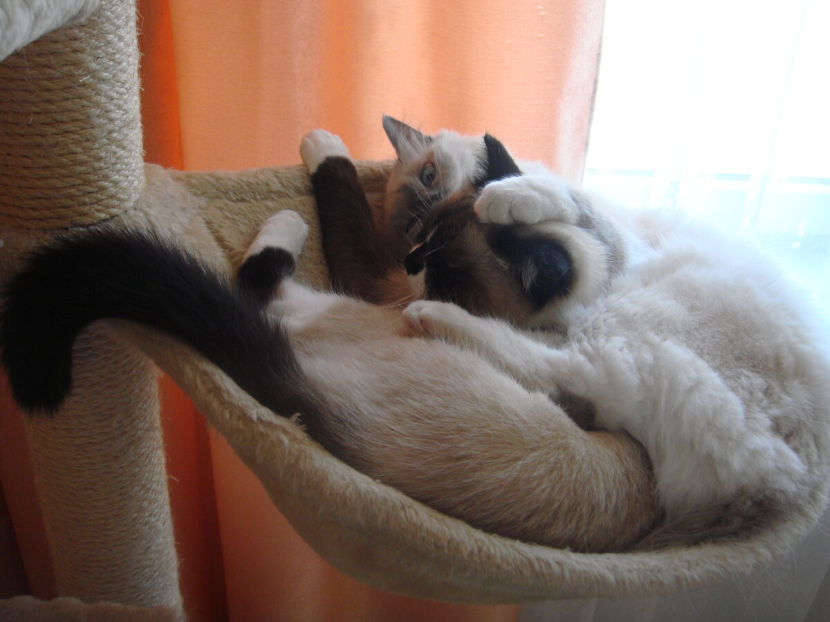 2013 год, наши кошки. Мама потемнее, дочка посветлее