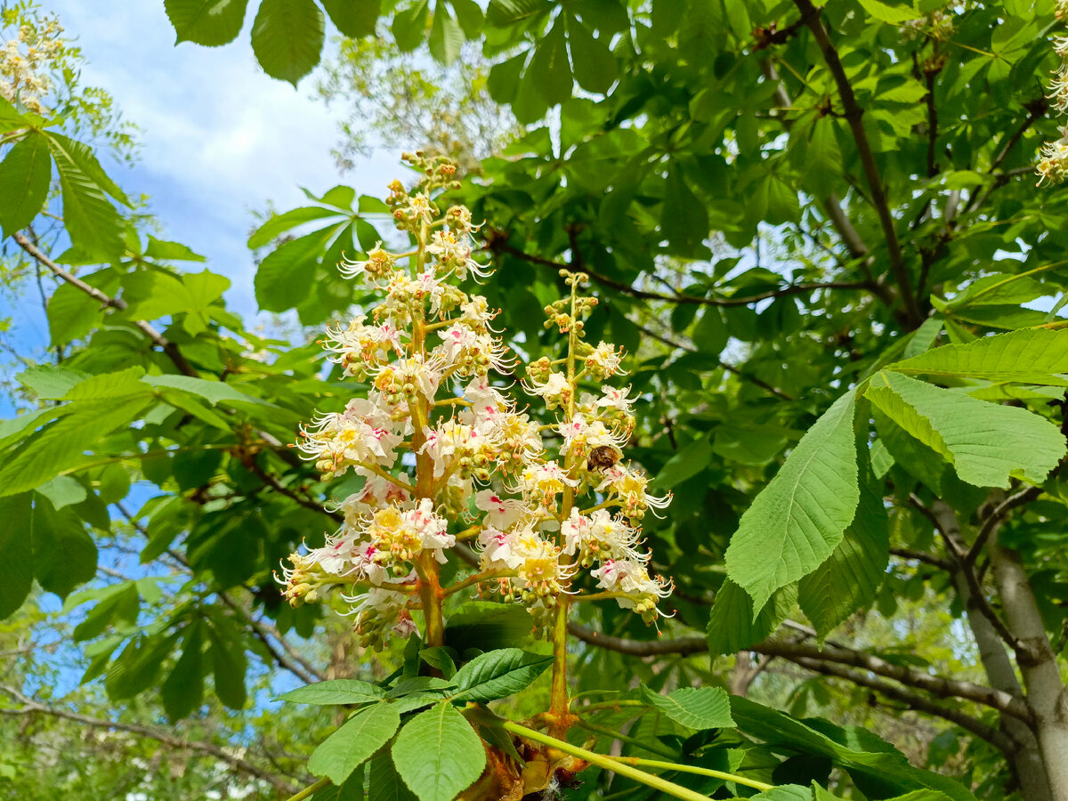 Каштан  и пчелка в кадр попала