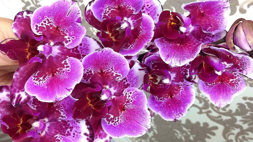 Только благодаря этому мои орхидеи так цветут и растут! Смотреть ВСЕМ, кто хочет каскады! 🤗