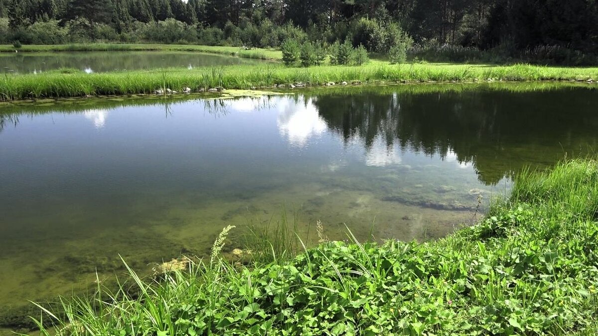 Вода и водоросли через 3 года после внесения хлореллы