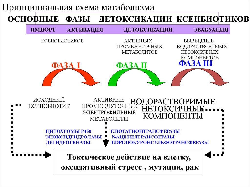 Фазы детоксикации
