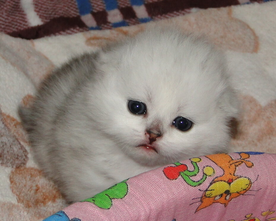 Крошка Элвис в полтора месяца