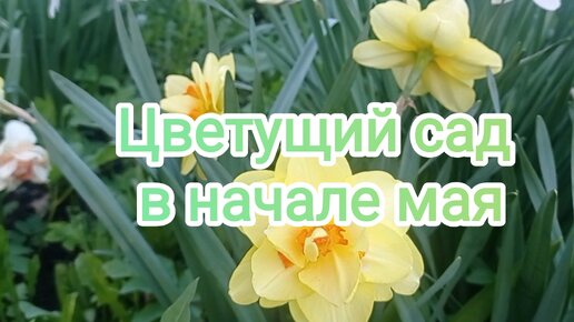 🌷Цветущий сад в начале мая🌷Разнообразие тюльпанов и нарциссов🌷Прекрасный рябчик🌷Деревья в цвету🌷