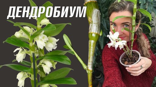 ОРХИДЕЯ ДЕНДРОБИУМ НОБИЛЕ уход в домашних условиях 🌸 Dendrobium nobile