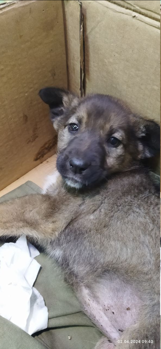 Та самая малышка, которую пришлось усыпить