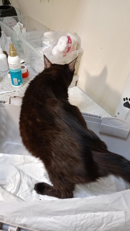 На приеме у ветеринара. ФИП атакует... 