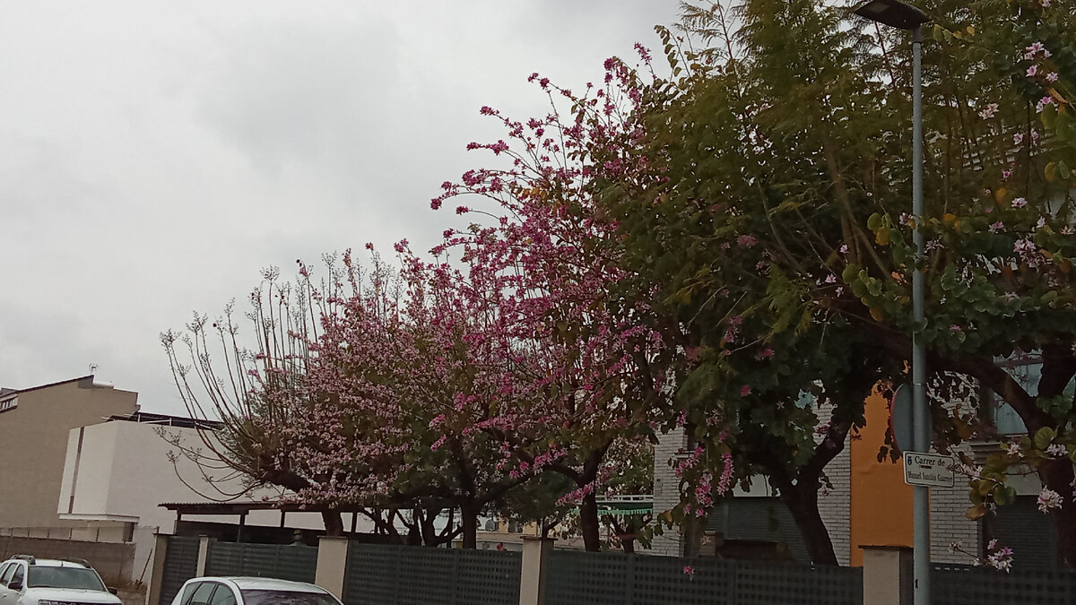 Слива? Черешня? Что это цветёт, кто подскажет?