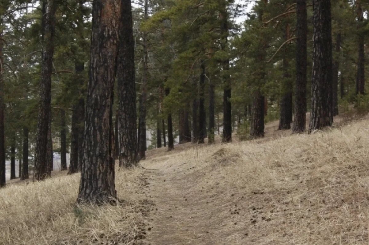    Жителям Хабаровского края запретили посещать леса: в регионе ввели режим ЧС