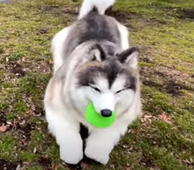 Токо в костюме пса источник: @I_want_to_be_an_animal / YouTube