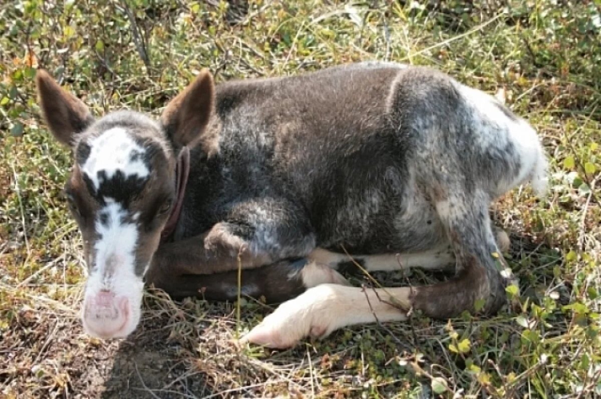    Олененок родился в барнаульском зоопарке