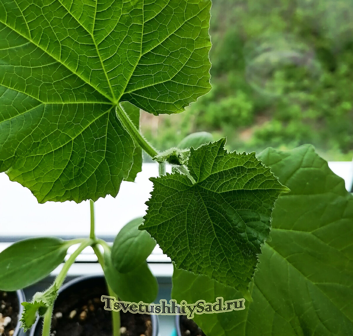 Огуречная рассада,  гибрид Бакс F1