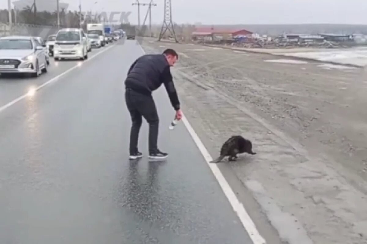    На дамбе Новосибирской ГЭС заметили растерявшегося бобра