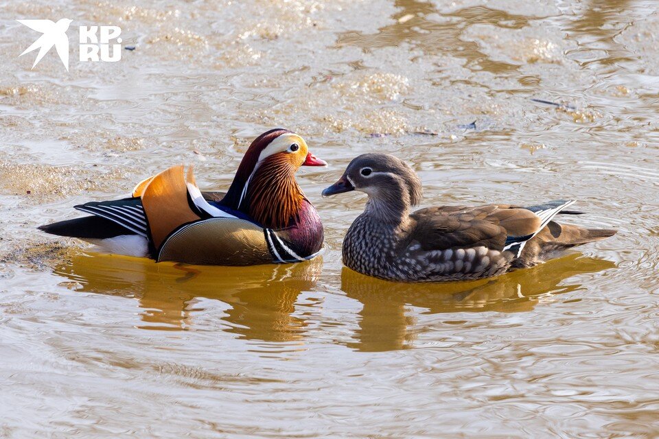   Утки мандаринки охраняются законом. Фото: Мария Смитюк