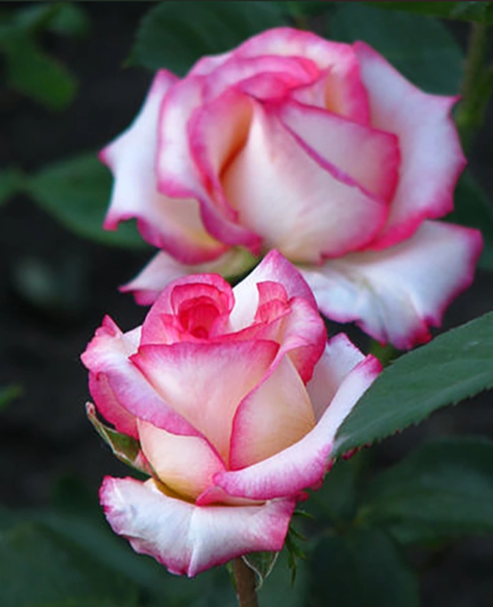 Роза чайно-гибридная "Малибу" 