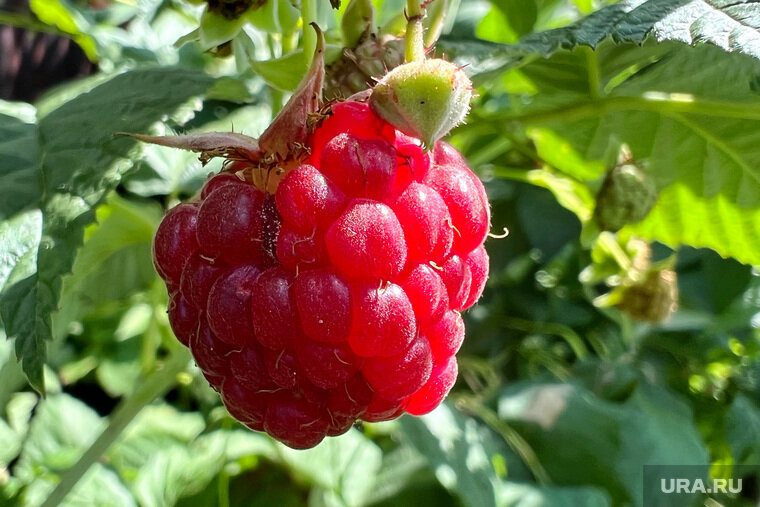 Сажать малину можно весной или осенью Фото: Екатерина Сычкова © URA.RU 