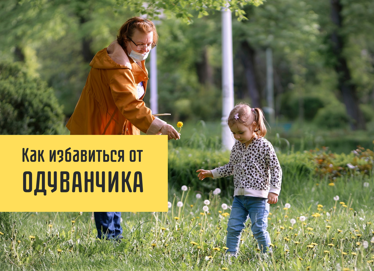 Одуванчики, эти яркие весенние цветы, могут быстро превратиться в головную боль для владельцев садов и огородов.-1-2