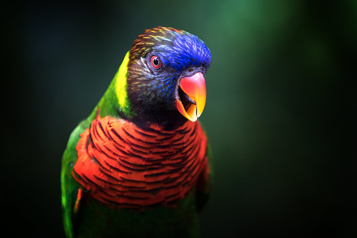 Когда речь заходит о попугае лори, можно смело сказать: "Внешность бывает обманчивой". Красивая, яркая и необычная экзотическая птица точно не даст вам заскучать!-2