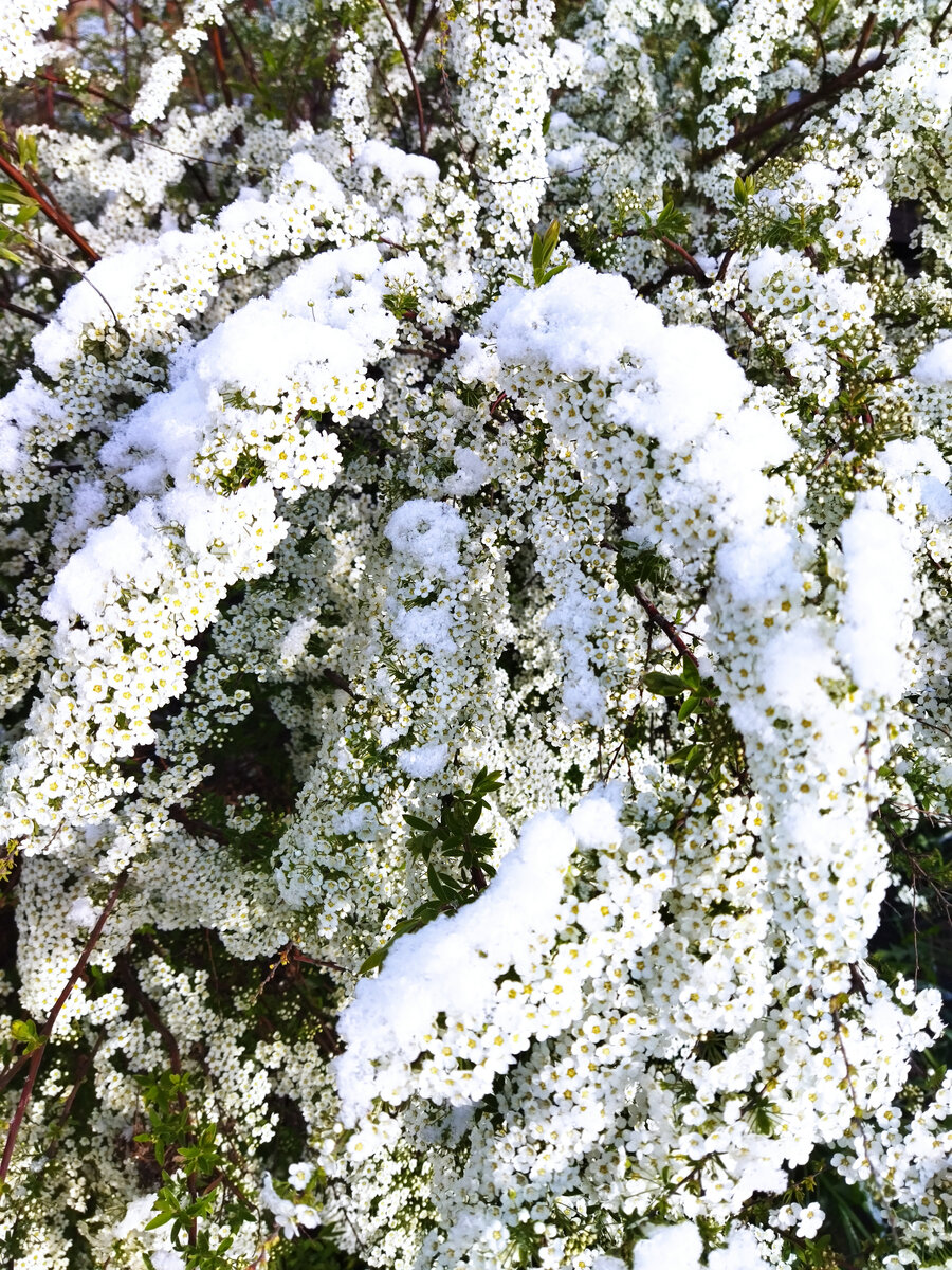 Снег на цветах