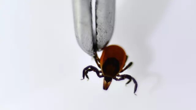    Число пострадавших от укуса клещей в Оренбуржье увеличилось до 245 Кристина Просвиркина