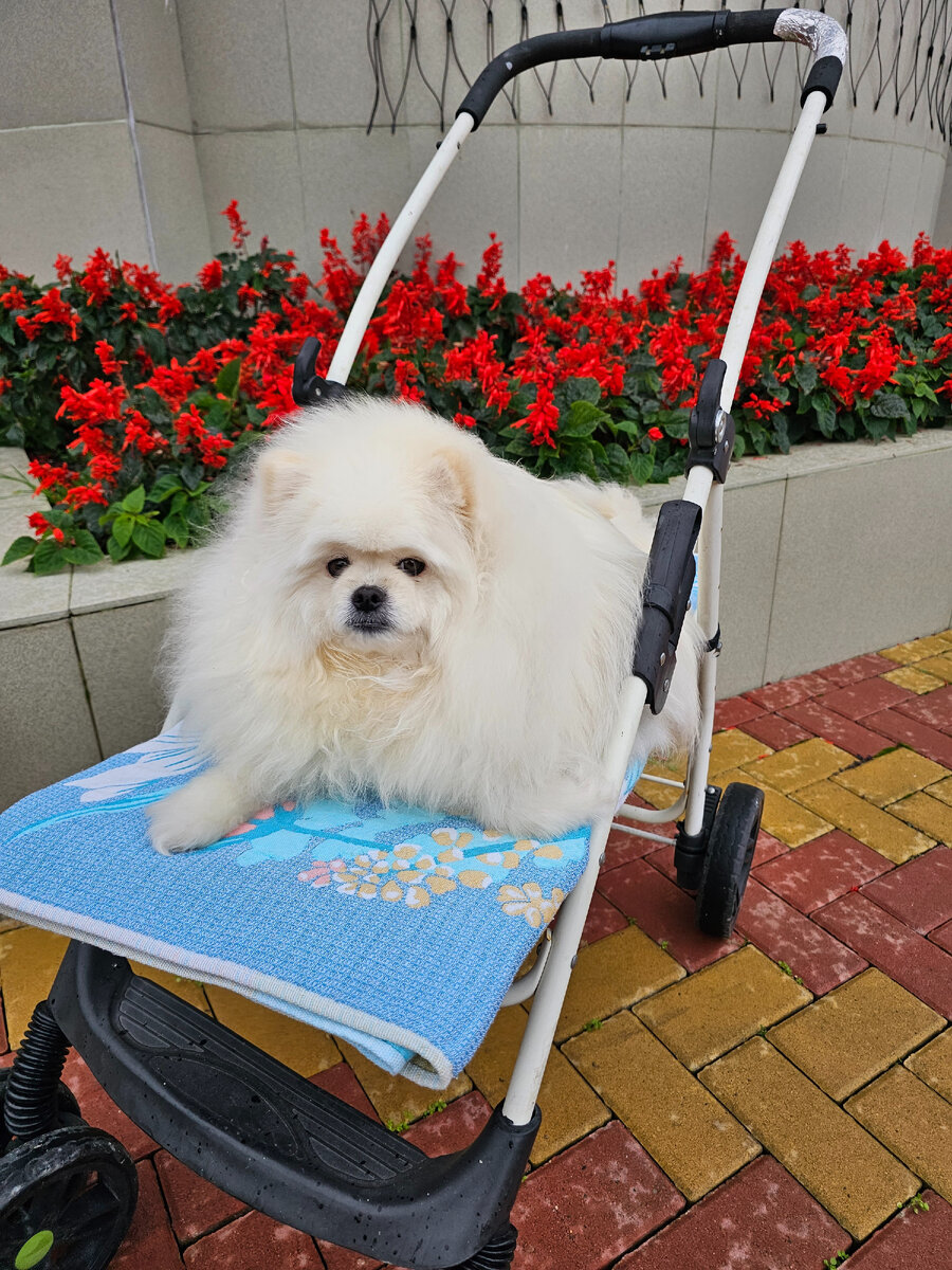Детскую коляску переделали под нашу крошку.