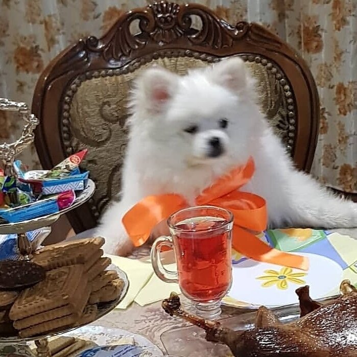 Каждый год отмечали День рождения Марсика.