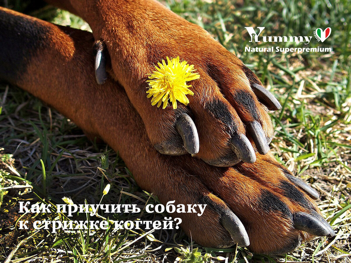 Корма для собак и кошек Yummy Linea