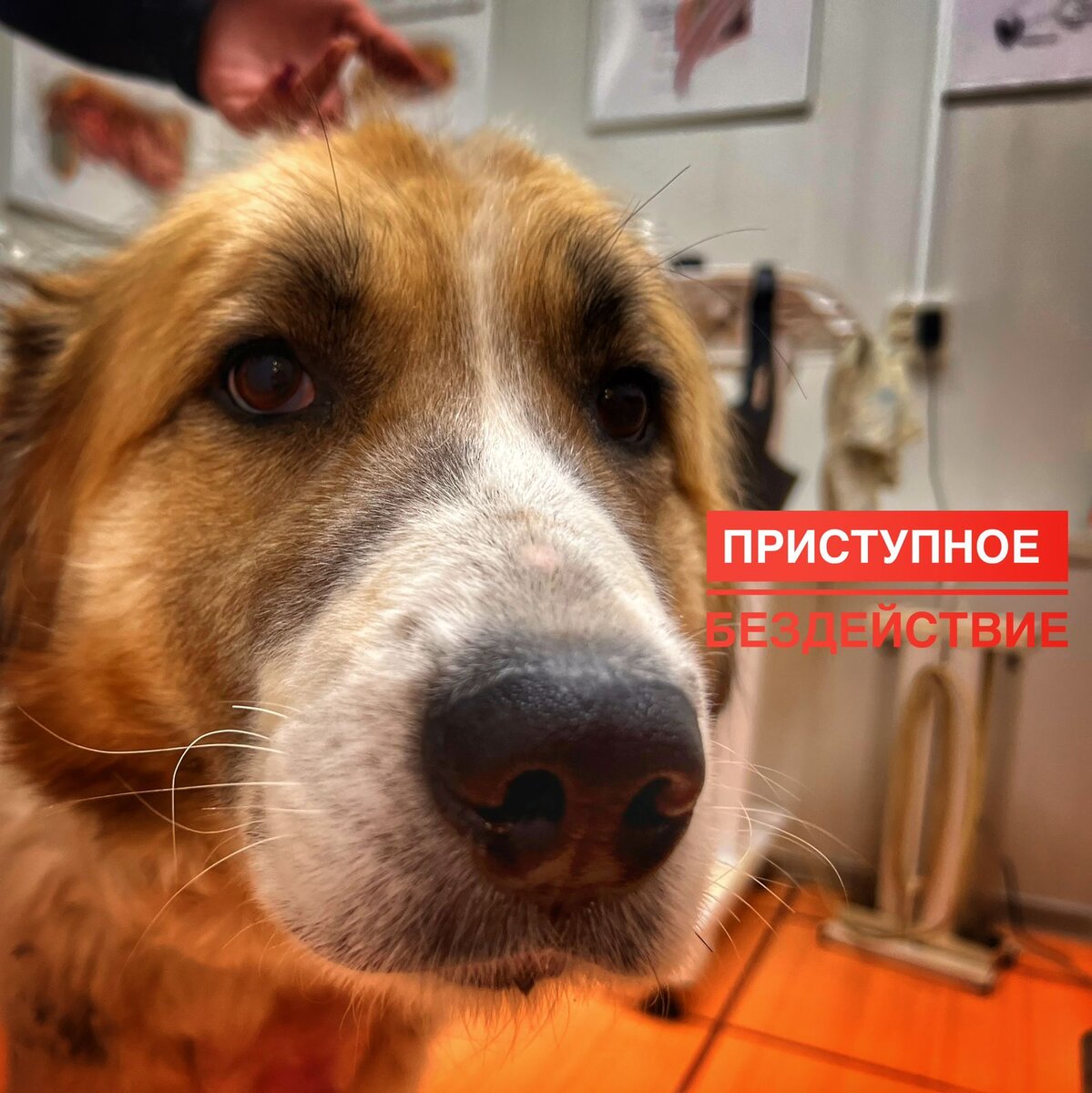 Пожалуйста, собака больше не может ждать окончания майских праздников...