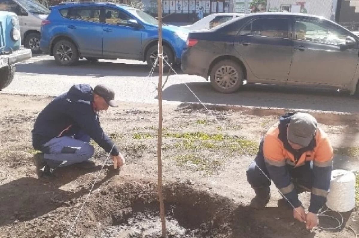 Мэр Омска Шелест рассказал о продолжении работы по озеленению города | АиФ- Омск | Дзен