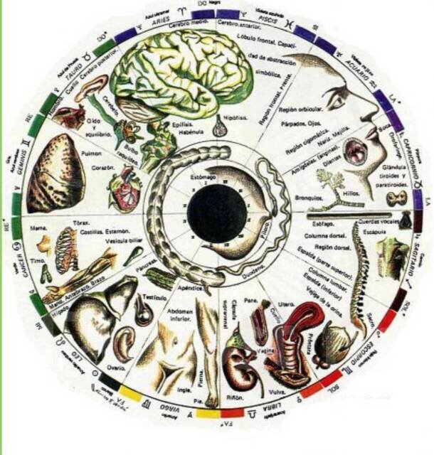 Радужка глаза с проекционными зонами