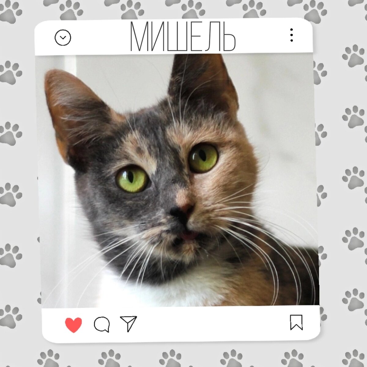 Кошка Мишель ищет дом 🐈💕 | Приют для кошек 