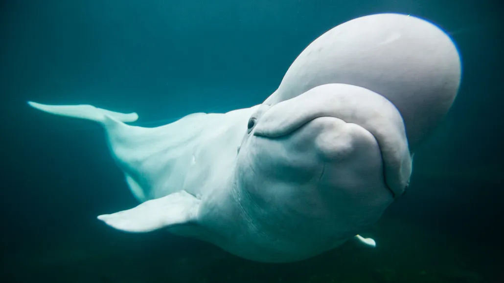 У таких белух, как этот, в Mystic Aquarium в Коннектикуте, есть капля жира на лбу, называемая «дыней». Китообразные придают дыне разные формы, возможно, для общения друг с другом. PAUL SOUDERS/GETTY IMAGES
