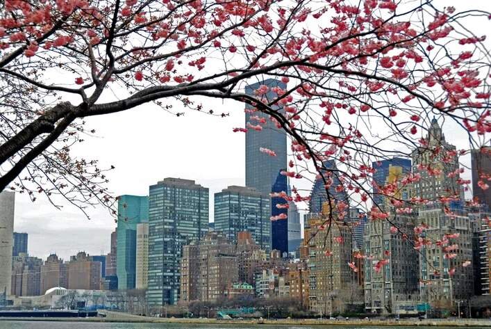 Укоренились в Нью-Йорке.