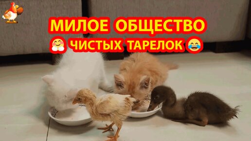 Милое общество чистых тарелок 🤗 Котята с Утенком и Цыпленком с аппетитом съели все ❣️😂